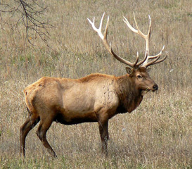 Elk[1]